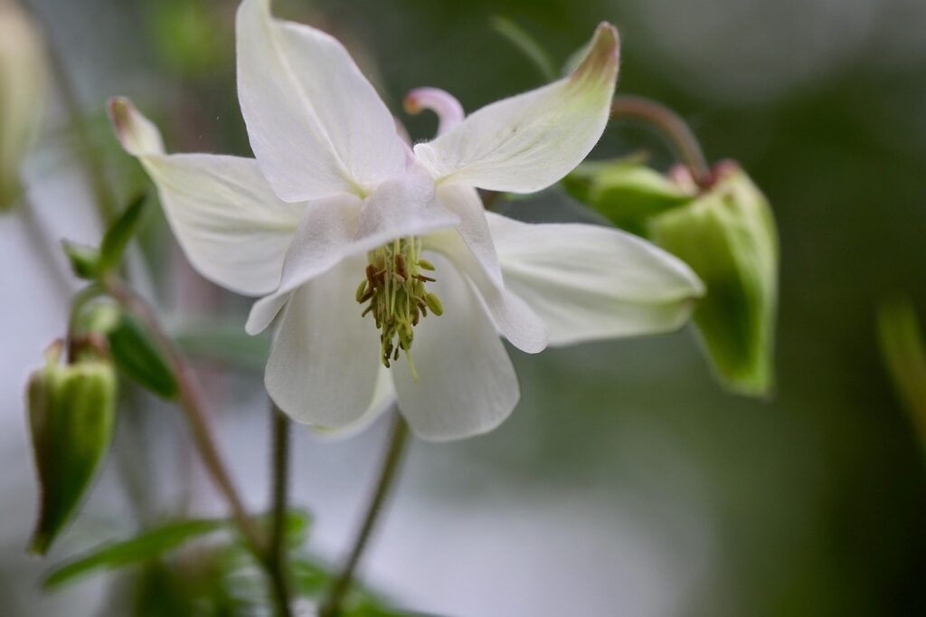 Common Columbine