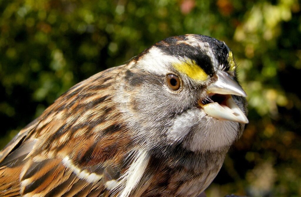 A White-throated Sparrow