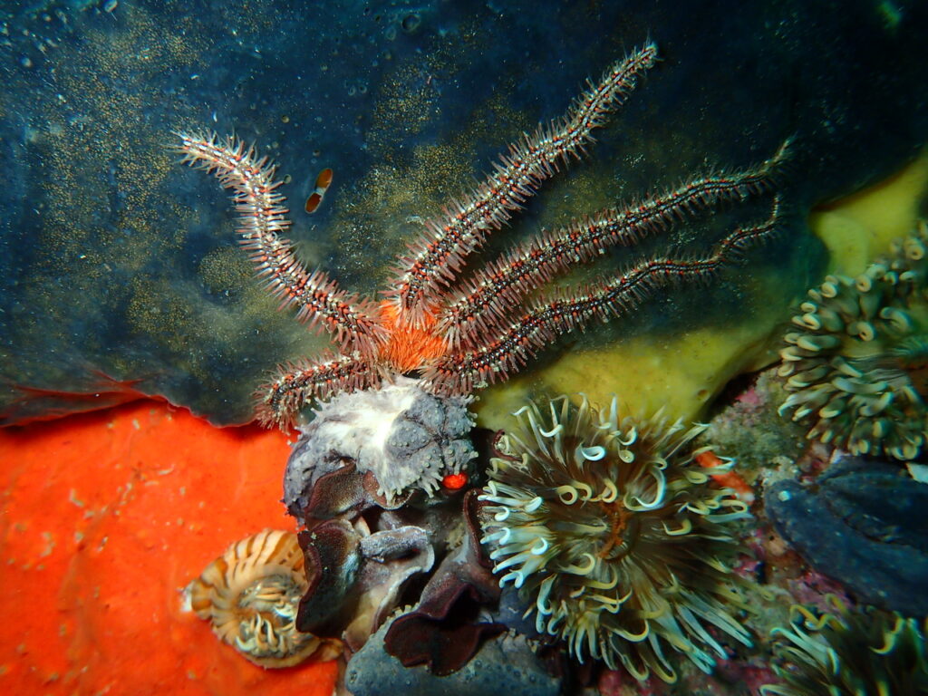 Brittlestar