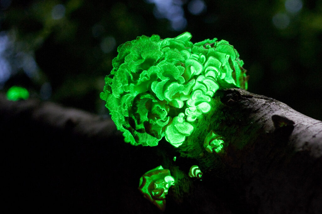 Bioluminescent fungi