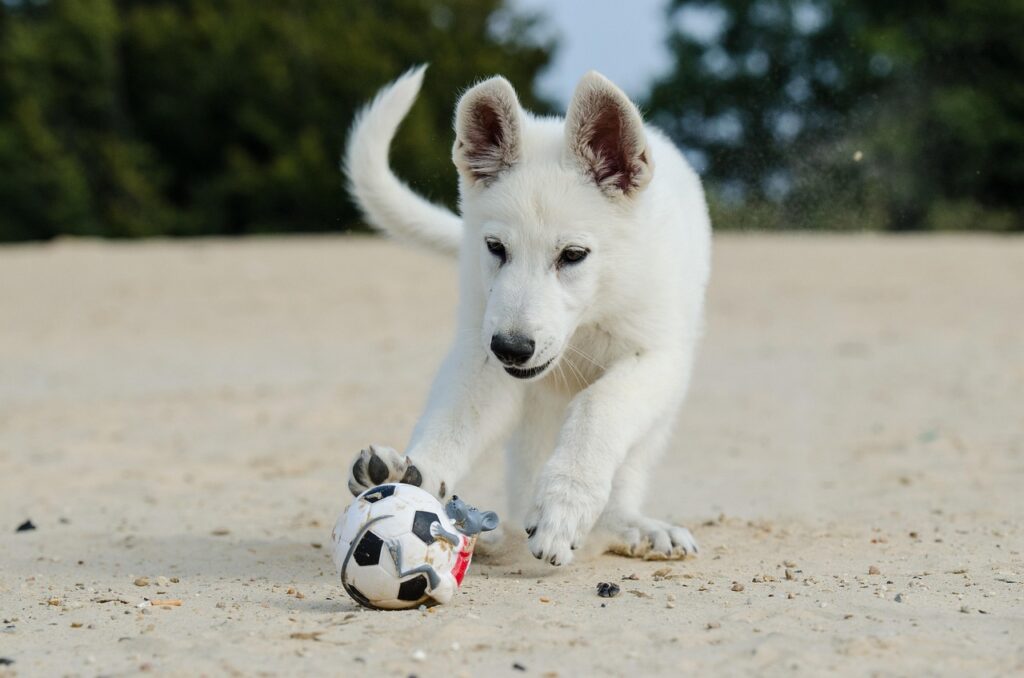 A White Shepherd playing
