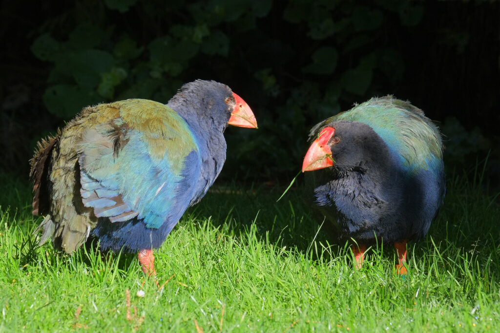 Takahe