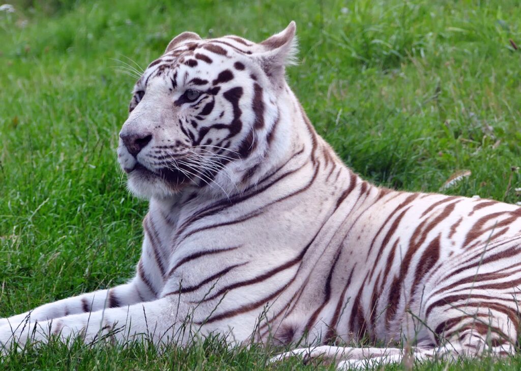 Siberian Tiger