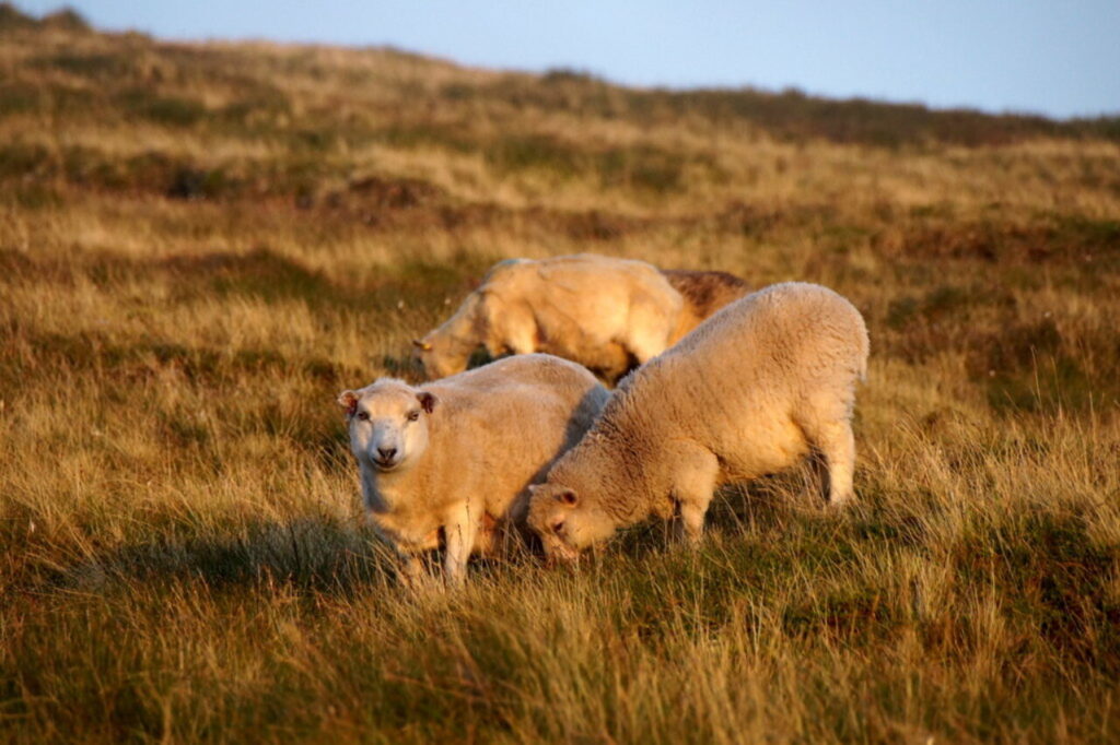 Shetland_sheep_on_Sothers_Field_-_geograph.org.uk_-_5075829-2