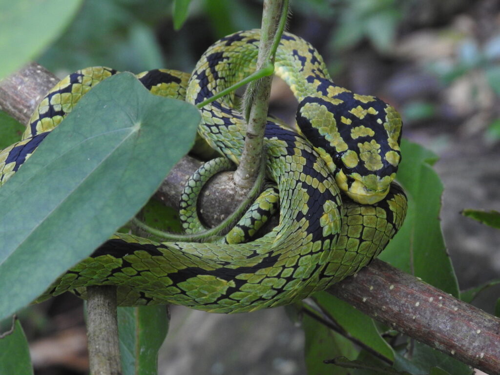 Srilankan PitViper_3-2