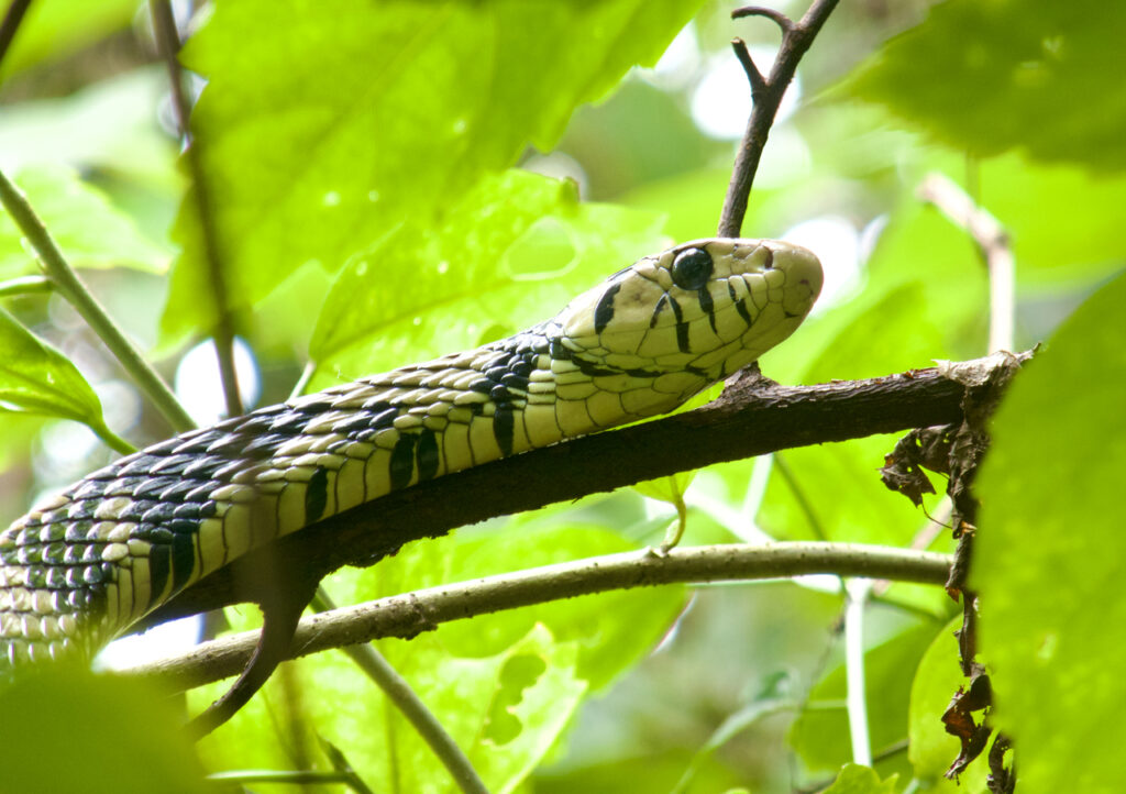 Tiger_Rat_Snake_(Spilotes_pullatus)-2