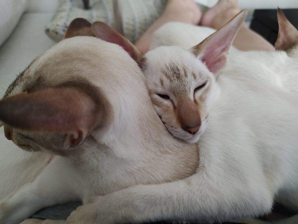 lynx point siamese