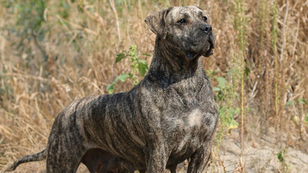Perro de Presa Canario