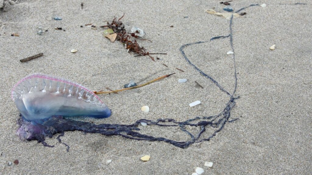 Portuguese Man O' War