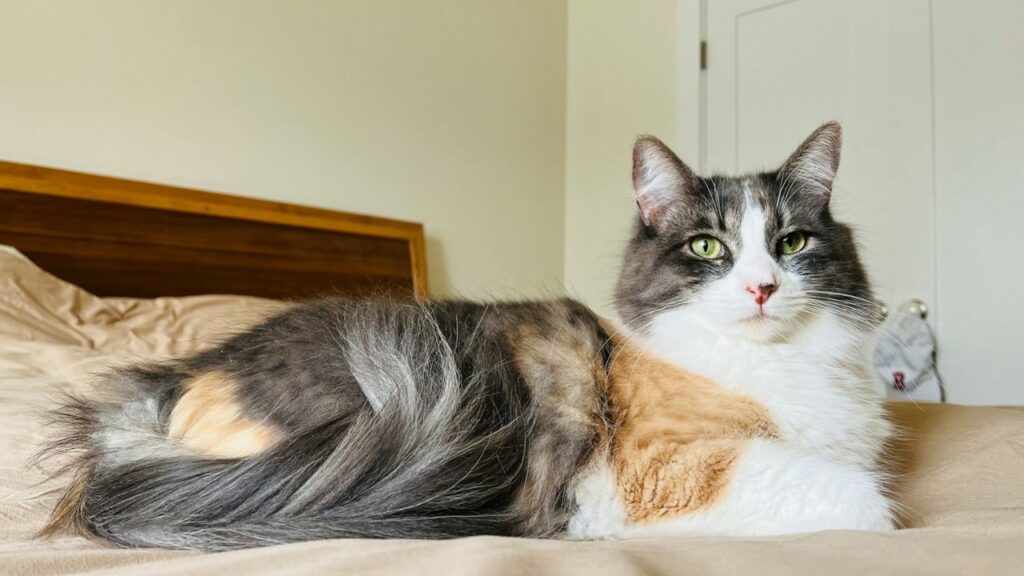 Cat with shiny fur on bed