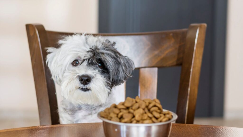 Dog changes in eating habits