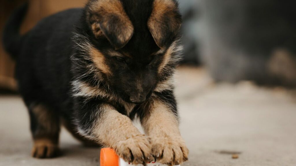 Puppy playing