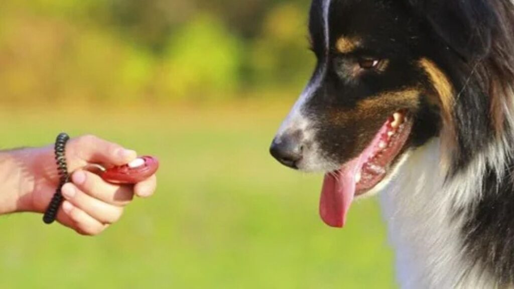Clicker for puppy training