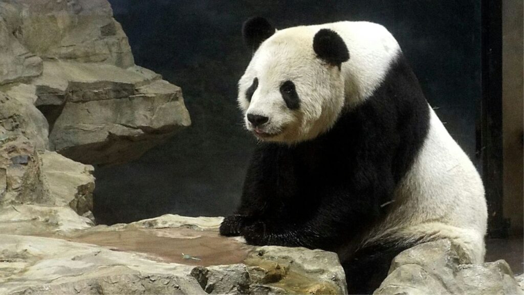 giant panda