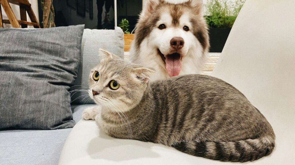 Cat bonding with Other Pets