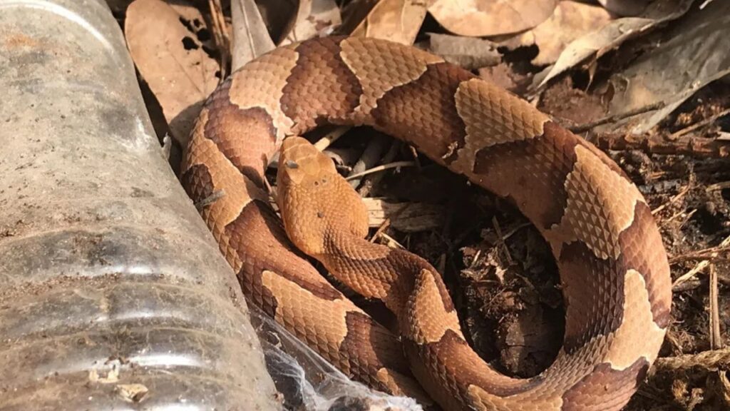 Copperhead Snake