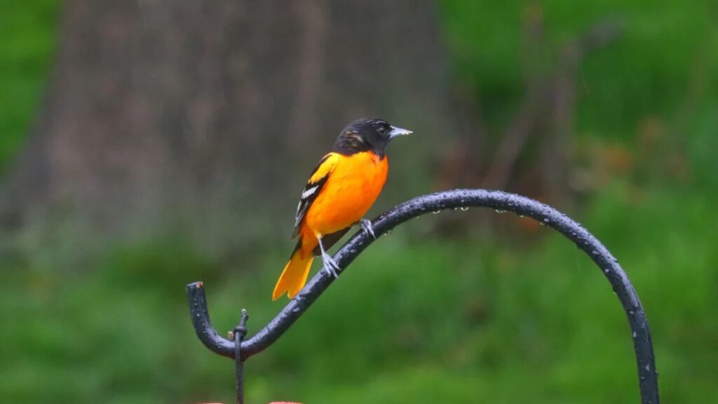 Baltimore Oriole