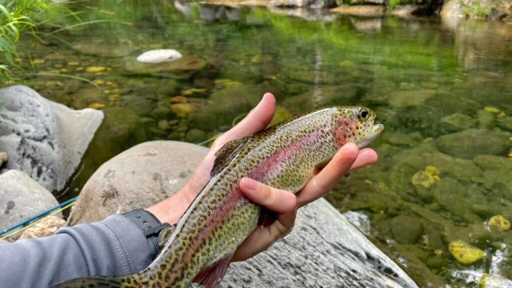 Rainbow Trout
