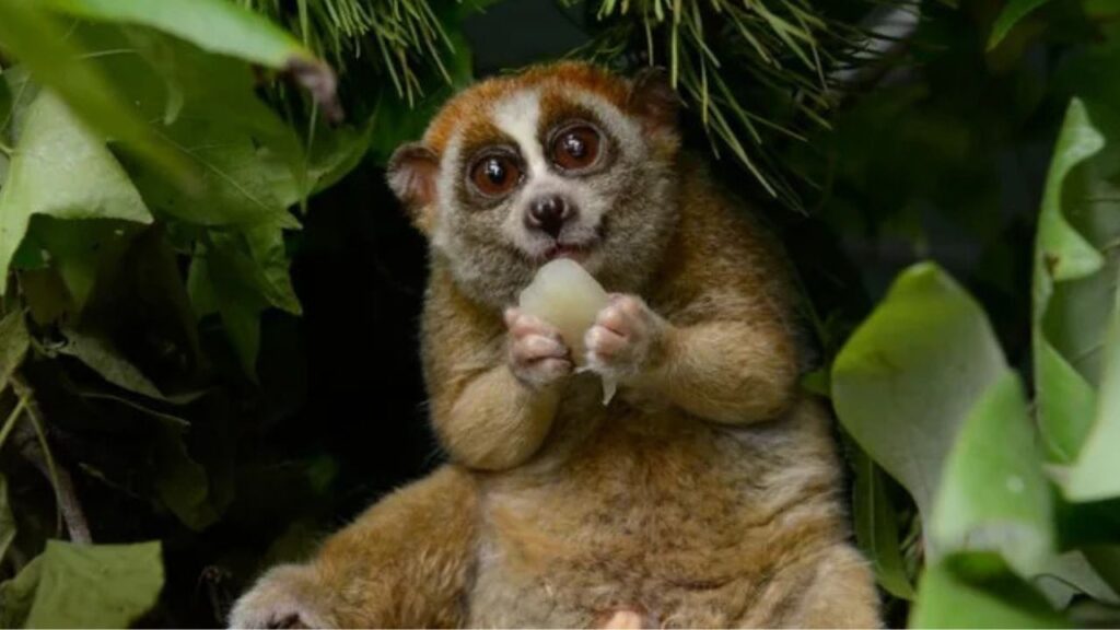 Slow Lorises