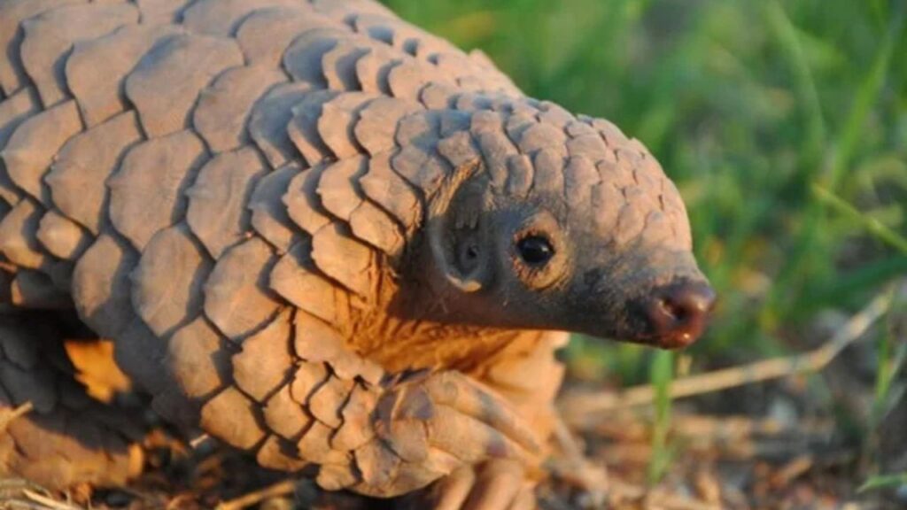 Pangolin