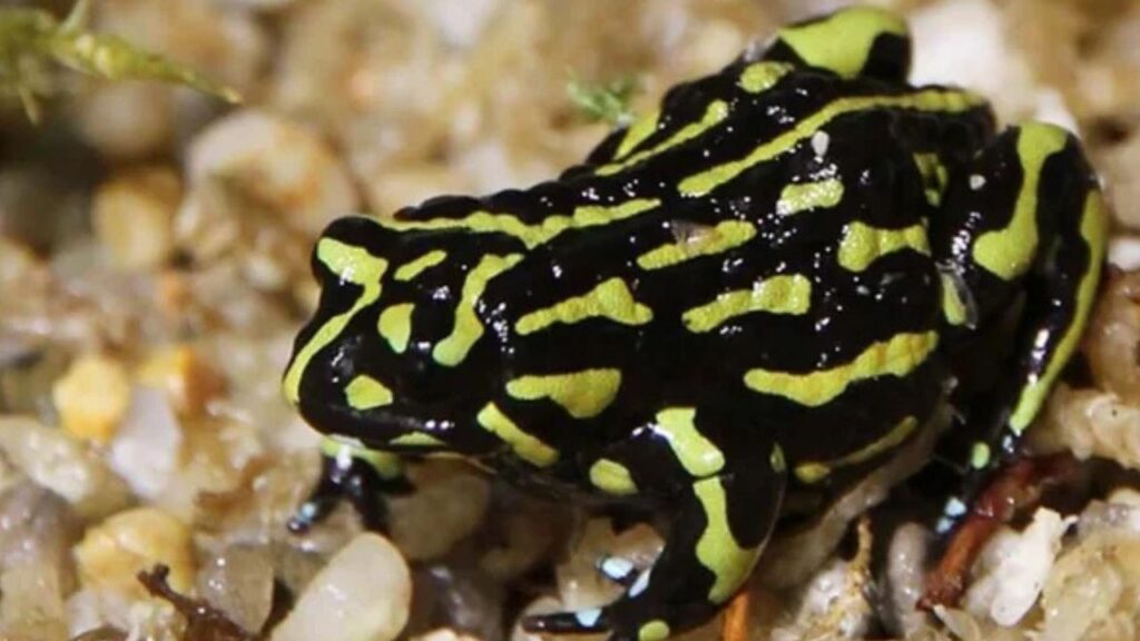 Corroboree Frog