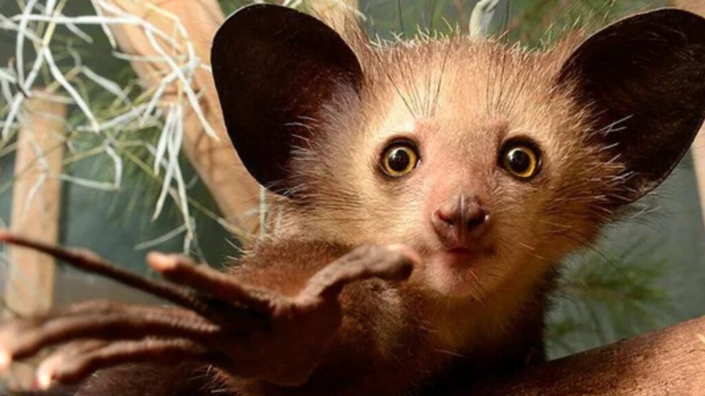Aye-aye