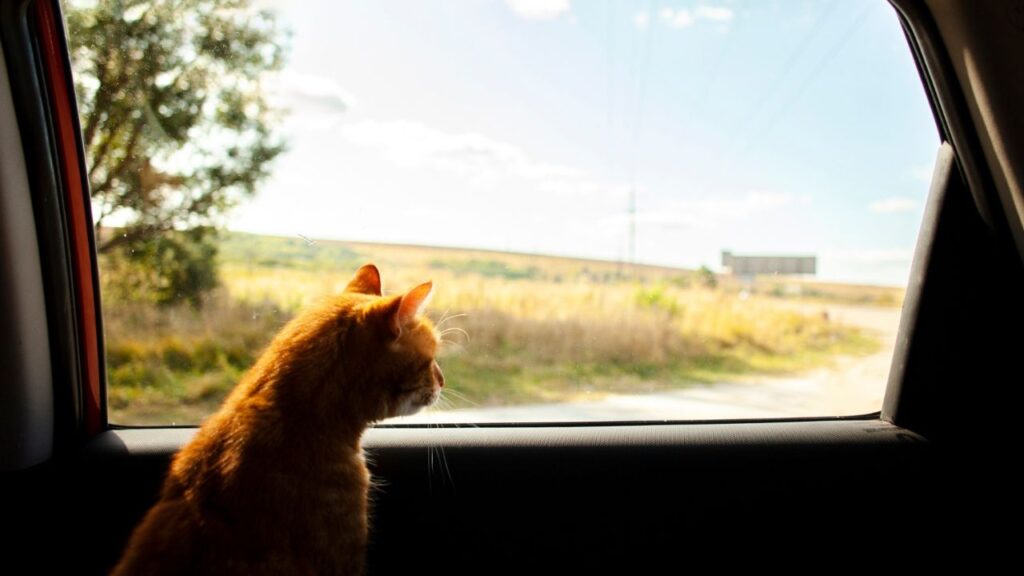 Cat trapped in hot car
