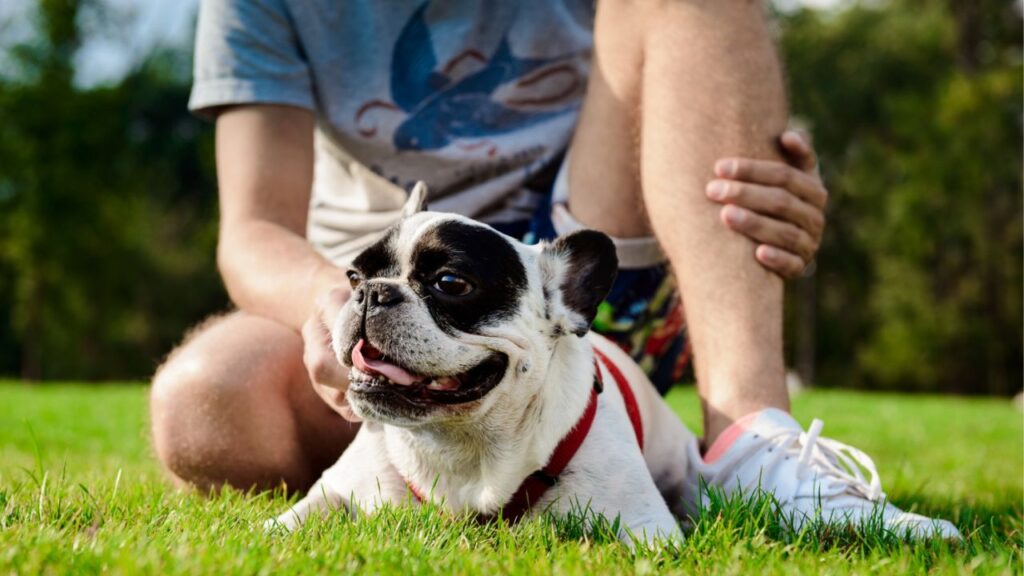 Dog panting after run