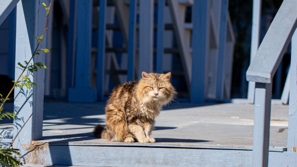 Cat in sunlight