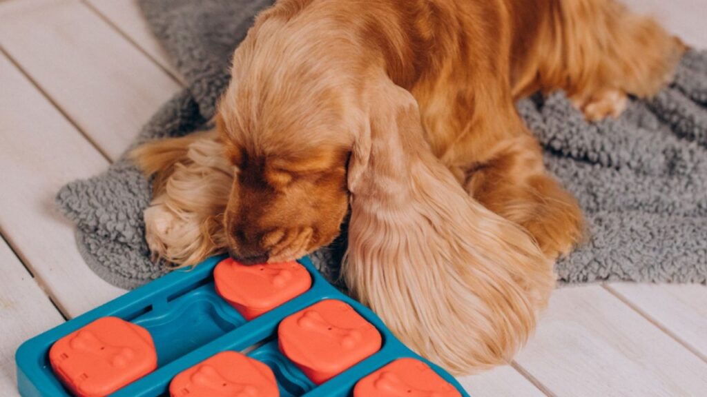 Dog puzzle toy