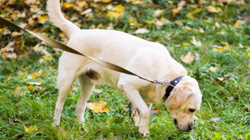 Dog outside for potty