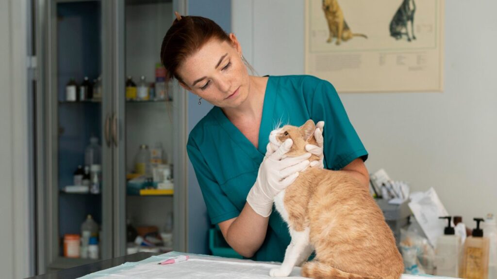 Veterinarian with cat