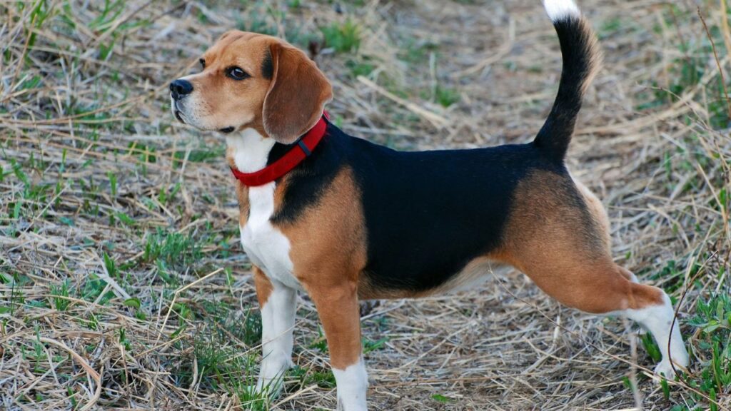 Beagle