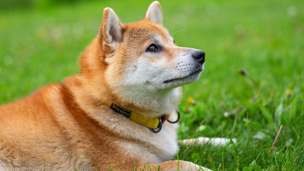 Shiba Inu