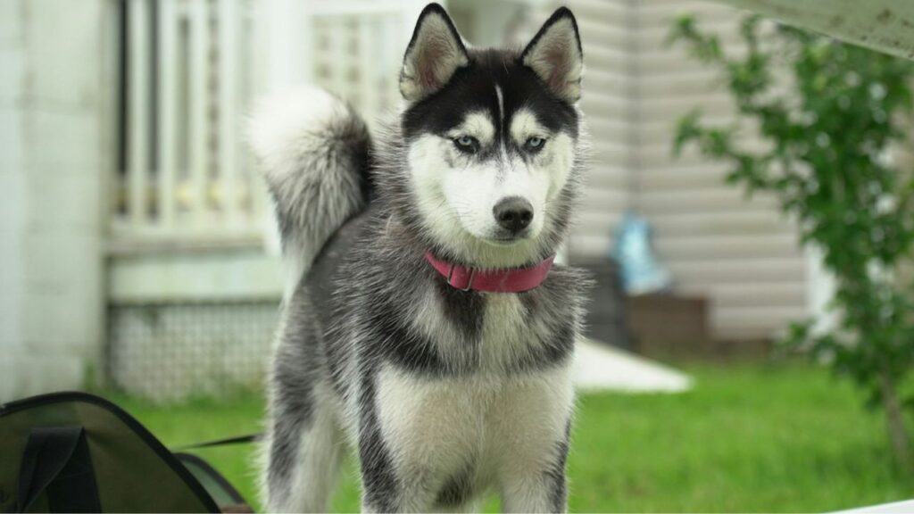 Siberian Husky