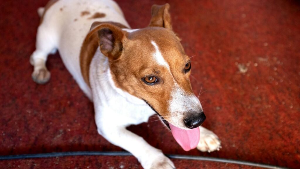 Jack Russell Terrier
