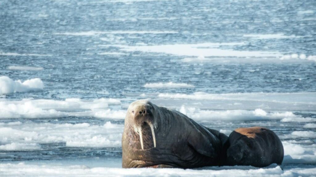 Alaska's Arctic National Wildlife Refuge