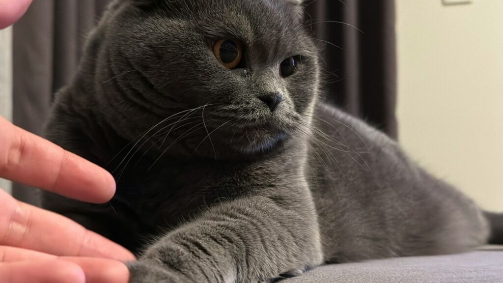 Cat ignoring human petting