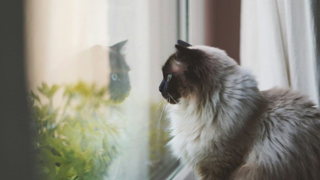 Curious cat at window