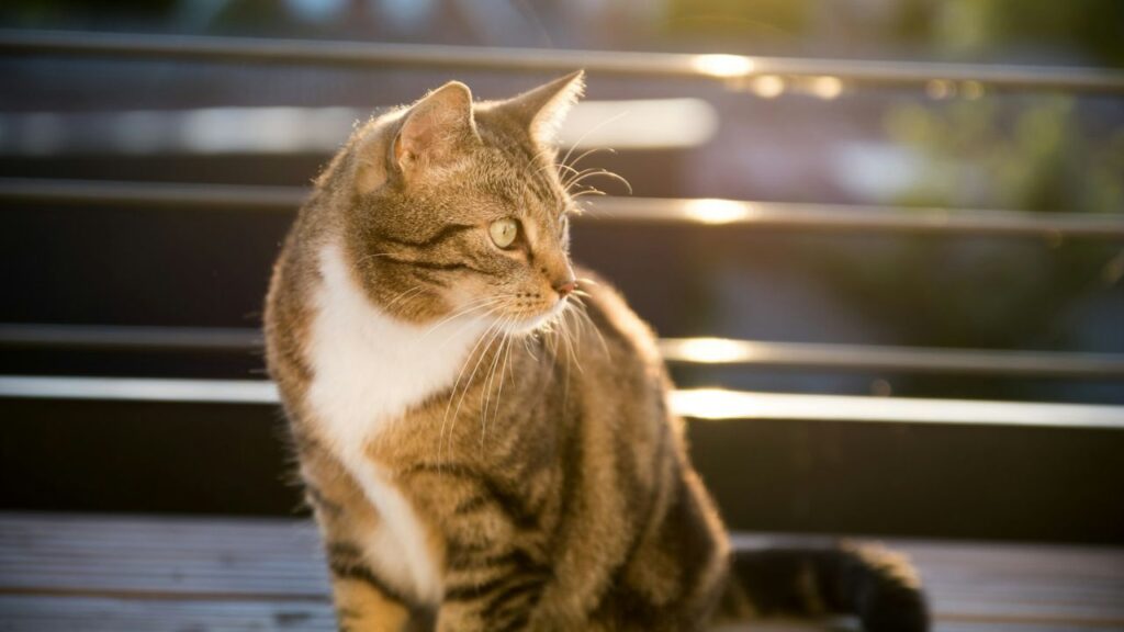 Cat in warm wheather
