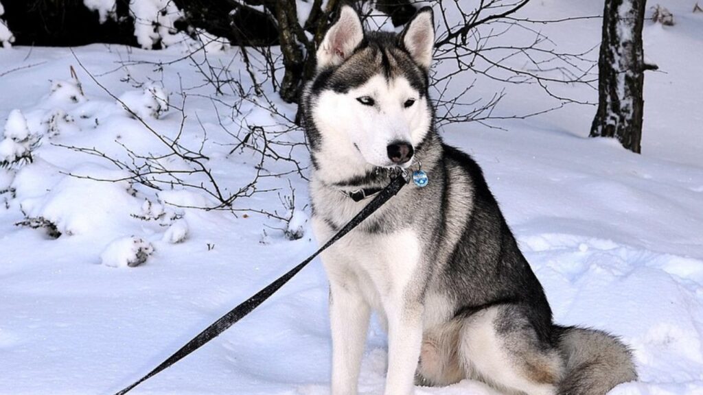 Siberian Husky