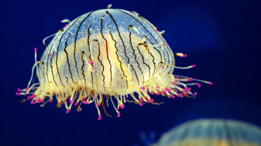 Flower Hat Jellyfish