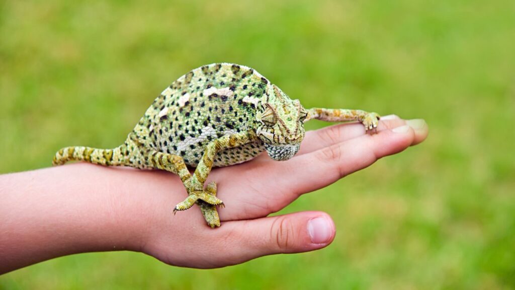 Pet reptile in human hand
