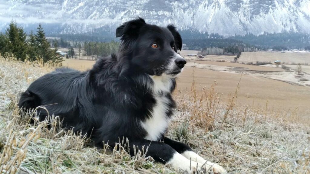 Border Collie
