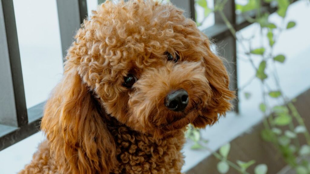 Poodle dog
