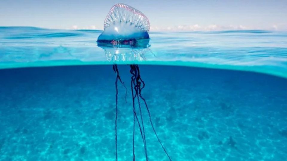 Bluebottle Jellyfish