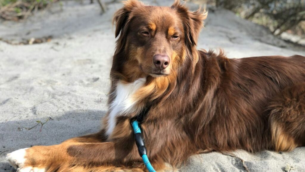 Australian Shepherd