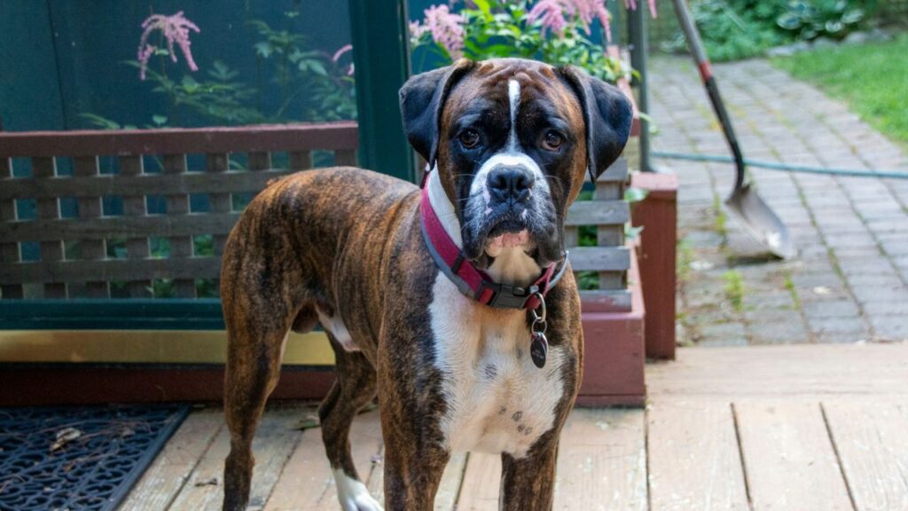 Boxer dog