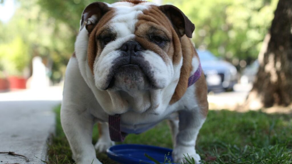 English Bulldog