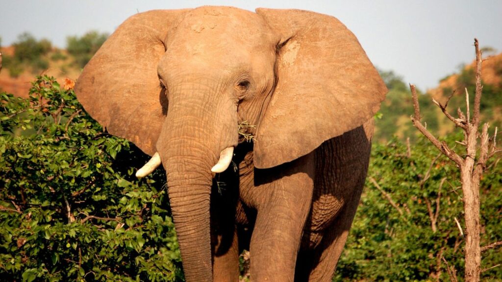 Elephant